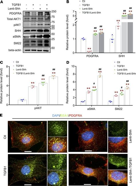 Jci Insight Pdgfra In Vascular Adventitial Mscs Promotes Neointima