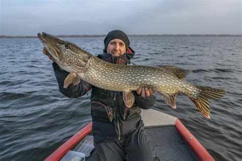 (Seasonal Guide) Best Time of Day to Catch Pike - Freshwater Fishing Advice