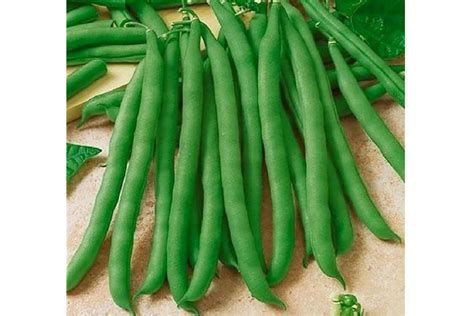 The Best Green Bean Varieties You'll Want To Grow - Growing Produce