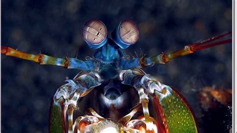 Facts: The Mantis Shrimp - YouTube