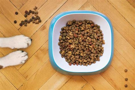 Best Dry Dog Food Reviews - Petdeed