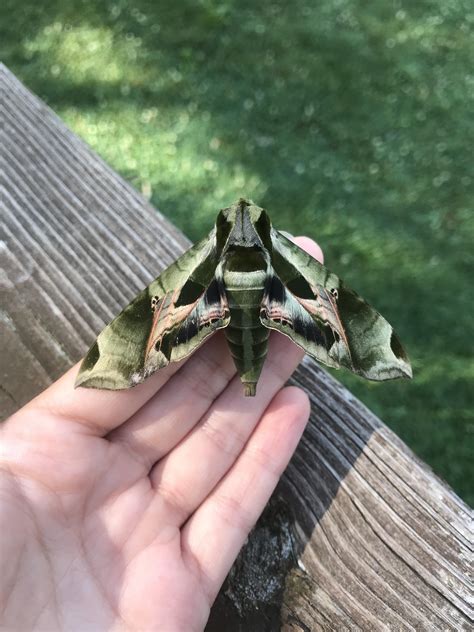 A Gorgeous Pandora Sphinx Moth I Found Rinsects