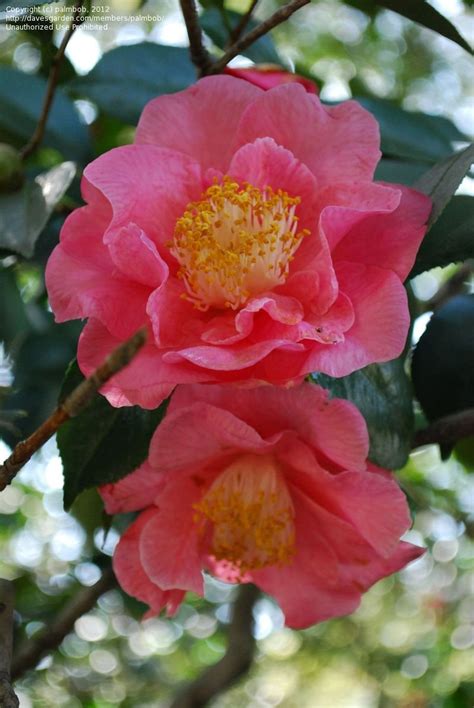 Plantfiles Pictures Common Camellia Japanese Camellia Hana Fuki