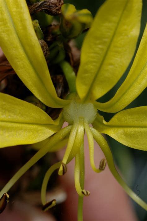 Asphodeline Lutea Asphodelaceae Image At Phytoimages Siu Edu