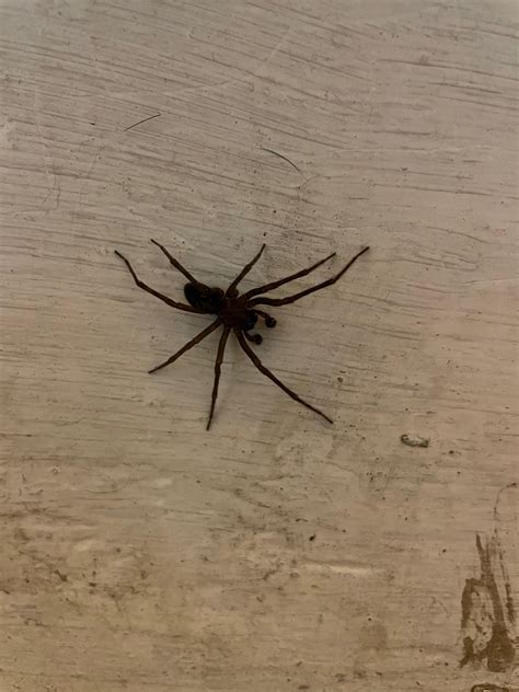 Black House Spider Pictures