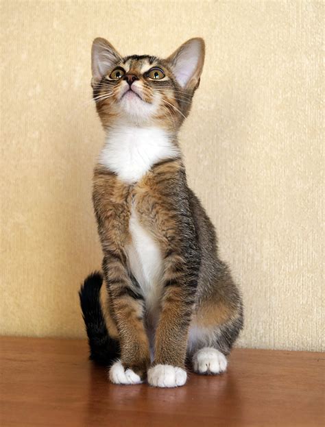 Котята-3: kotofoto — LiveJournal