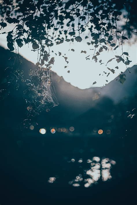 Branches Cobweb Light Glare Bokeh Blur Hd Phone Wallpaper Peakpx