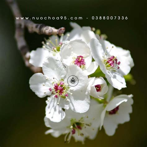 hoa le pear blossom