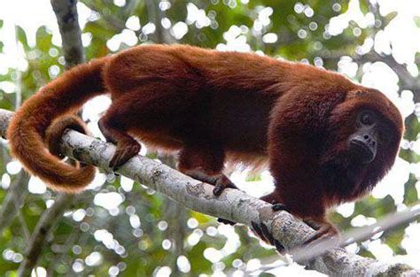 Обезьяна-ревун