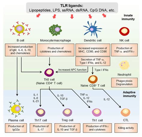 pharmaceutics special issue design  evaluation  molecular