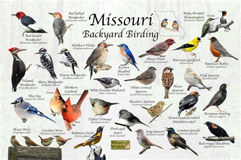 Birds of Missouri Backyard Birding Identification Picture Print / Great
