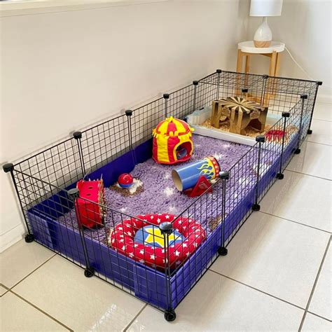 How big should my guinea pig cage be - Guinea Pigs Australia