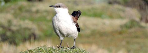 Birds At Risk Impact Of Turf Mining On Avian Habitats