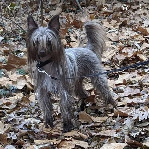 Chinese Crested Puppies For Sale In Michigan