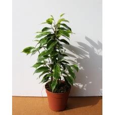 Фикус бенджамина Кинки желтый (Ficus benjamina kinky). Купить в Киеве ...