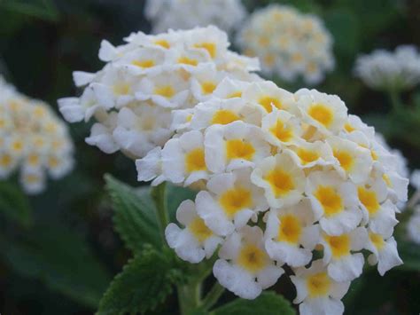 Лантана из семян