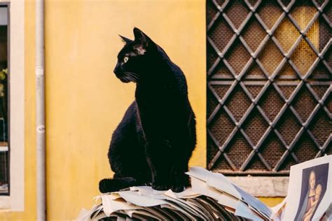 Superstitions About Black Cats – What Do They Mean?