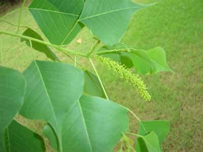 Chinese Tallow Tree – Identification | Walter Reeves: The Georgia Gardener