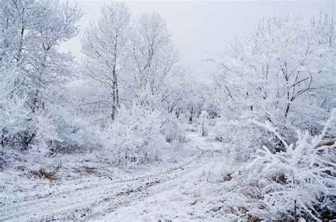 Trees In The Snow Free Stock Photo - Public Domain Pictures