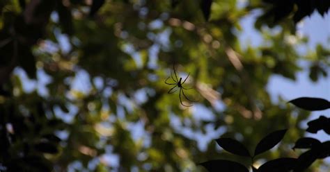 Adventures With The Naked Hermit Crabs Awesome First Chek Jawa Walk In