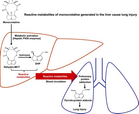 Schematic Illustration Of The Initial Biochemical Mechanism Of