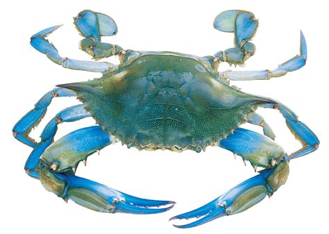 Free Female Crab Cliparts, Download Free Female Crab Cliparts png ...