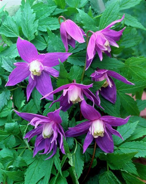 Клематис княжик: посадка и уход, описание лучших сортов с фото