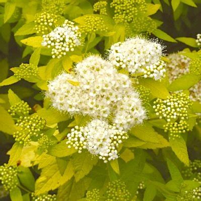 Спирея японская 'Уайт Голд' / Spiraea japonica 'White Gold ...