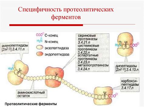 Ферменты в медицине - презентация онлайн