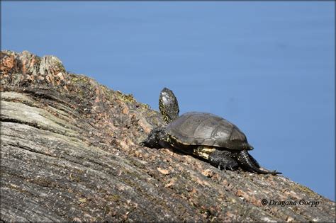 Tortue Cistude D Europe Faune Flore De France