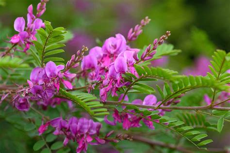 How To Grow And Care For Indigo Plants Gardeners Path