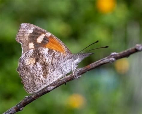 From The Paton Center For Hummingbirds Visit The Sky Islands Of Arizona