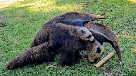 Tamandua Bandeira Filhote - Filhote de tamanduá-bandeira nascido no Gramadozoo completa cinco meses