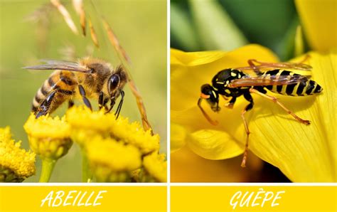 Abeille