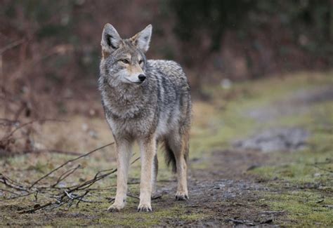 3+ Thousand Canada Coyote Royalty-Free Images, Stock Photos & Pictures