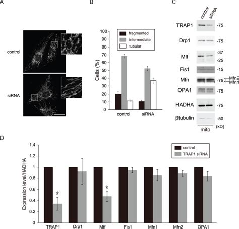 A Cells Were Stained With An Anti HADHA Antibody And Analyzed By