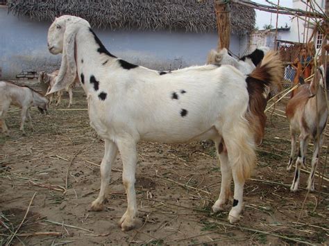 Sojat goat - Wikipedia