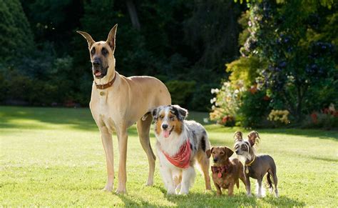 What Kind of Dog Is Marmaduke? Famous Dogs Presented | Hepper