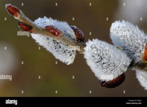 Common Sallow Sallow Salix Caprea Willows Willow Plants Pussy Willows Blossoming Spring