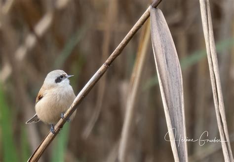 R Miz Penduline Pointealabise H L Ne Gruber Flickr