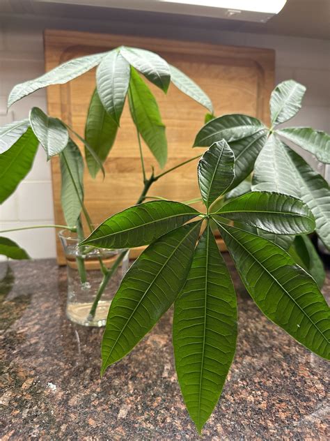 Money Tree Propagation