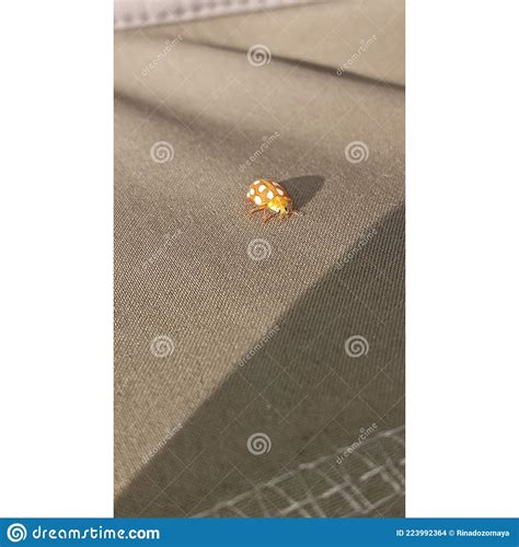 Ladybug Yellow in Nature in Siberia, Ladybug Beetles. Calvia