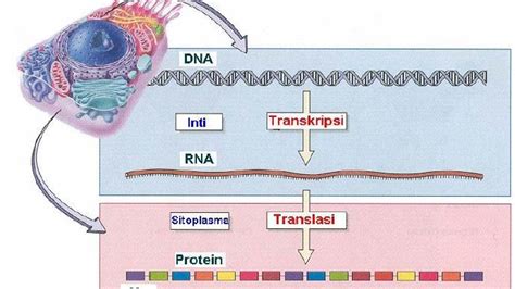 Jelaskan Proses Sintesis Protein Brain