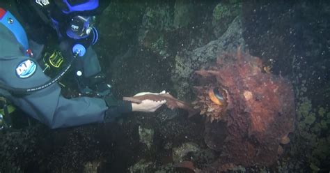 scuba diver experiences  wordly interaction  giant pacific octopus