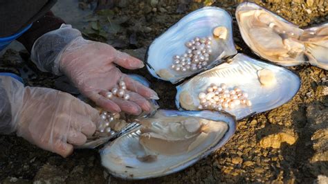 Pearls In Clams