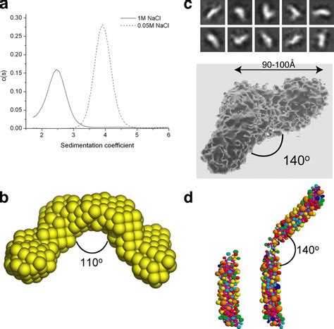 neuronal snare complexes form  wing shaped    dimer purified