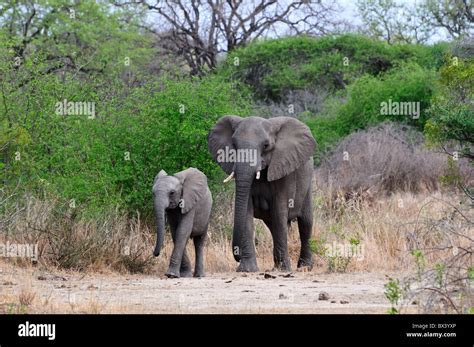 African Elephants Cow And Calf Kruger National Park South Africa