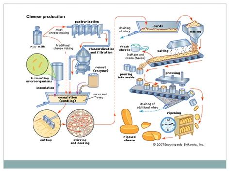 Microbes in human welfare | PPT | Chemistry | Science 