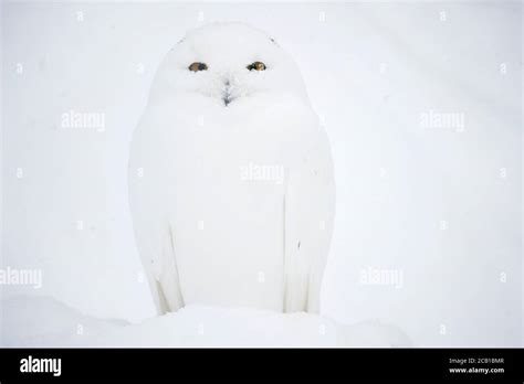 Owl camouflage symmetry hi-res stock photography and images - Alamy