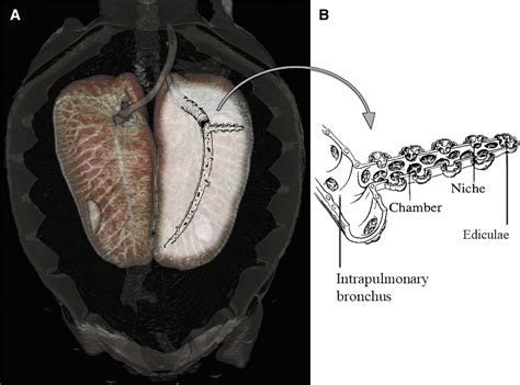 Turtle Respiratory System